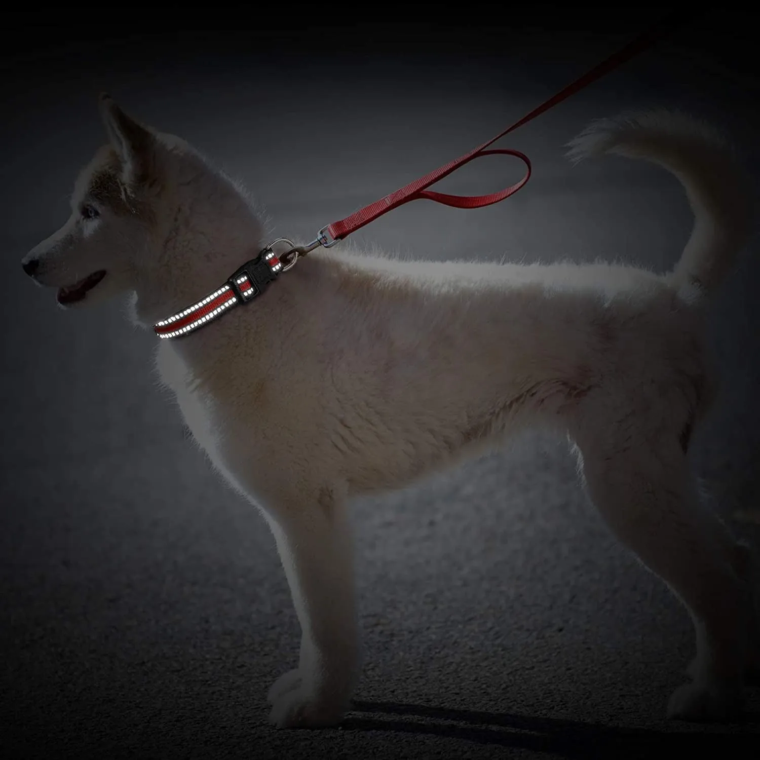 3 Pieces Dog Collar