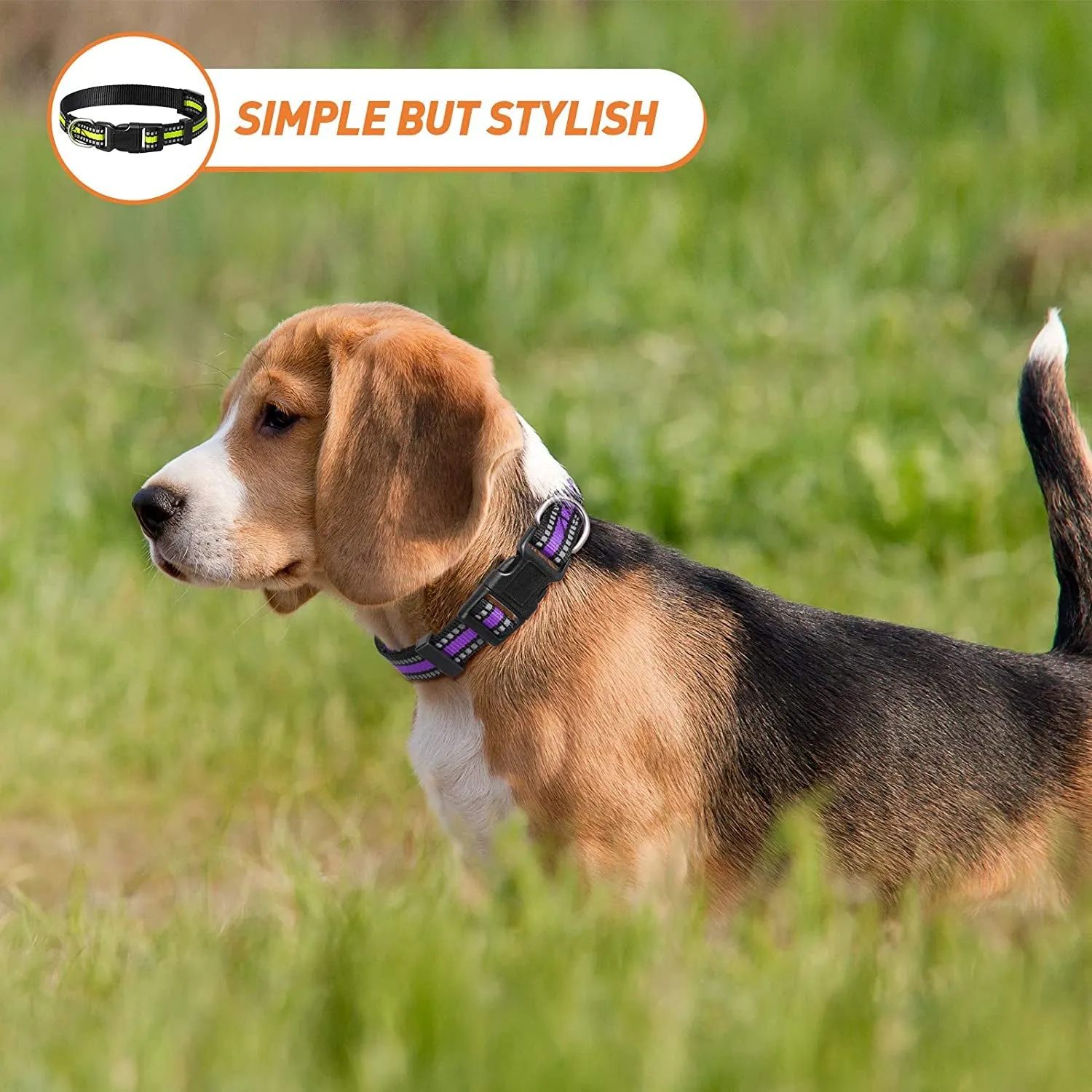 3 Pieces Dog Collar