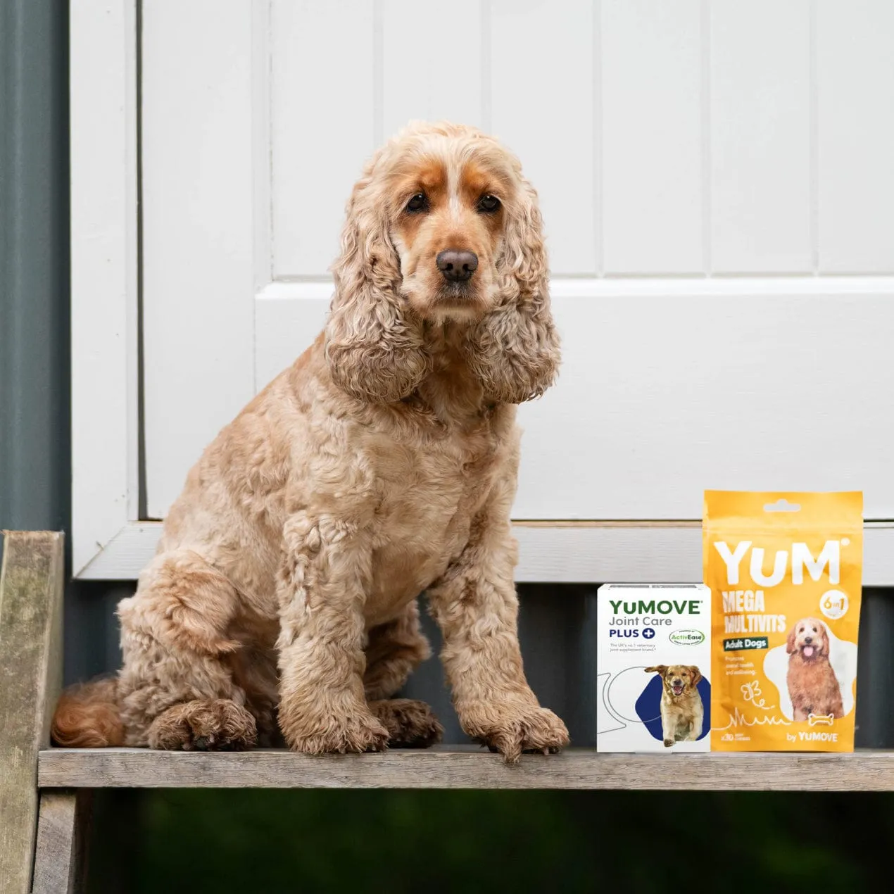 Adult Dog Bundle Lite