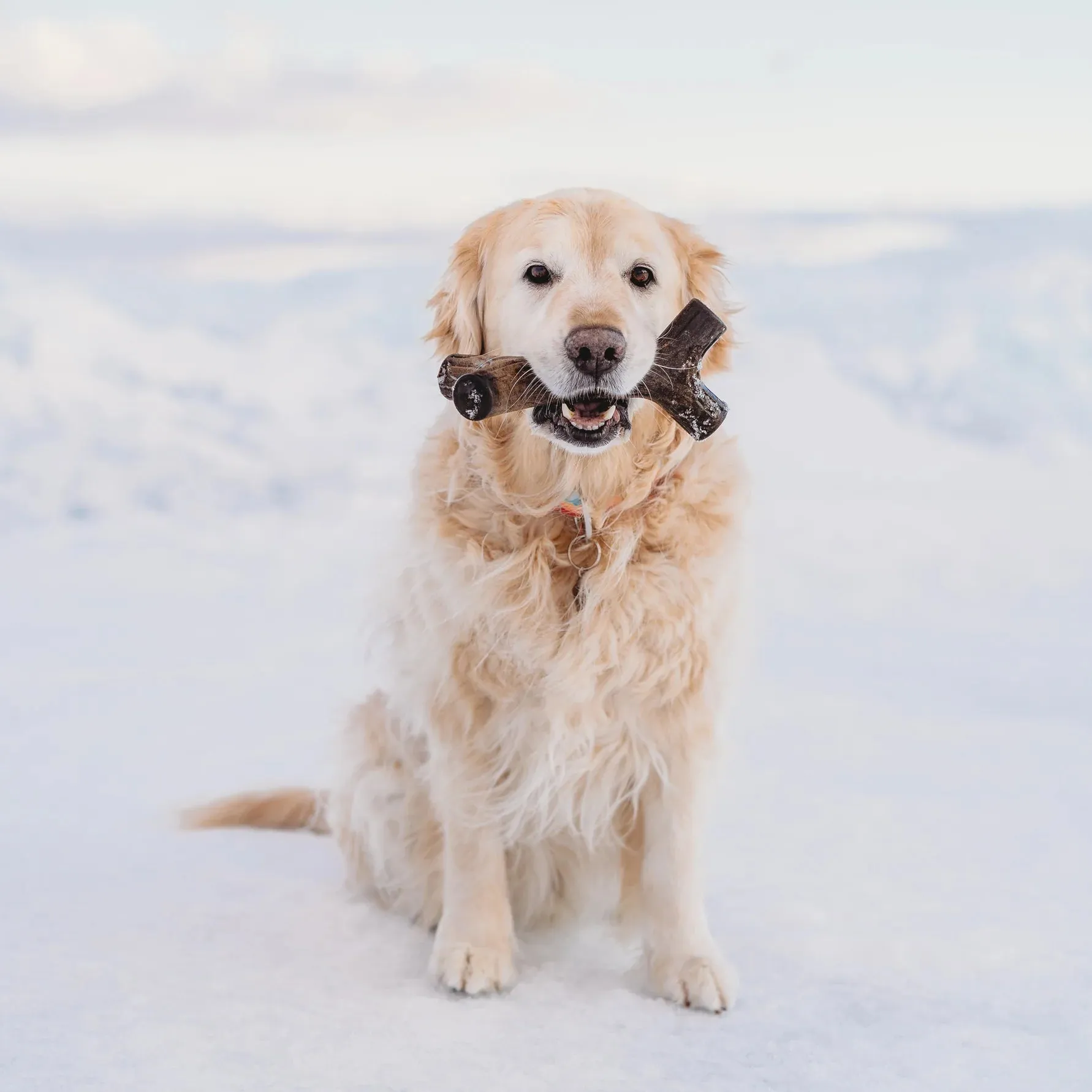 Benebone Maplestick