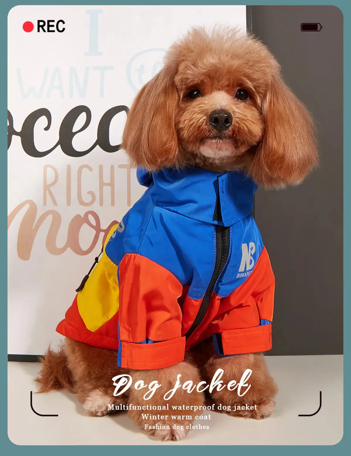 Cozy Dog Sweaters for Winter Fun