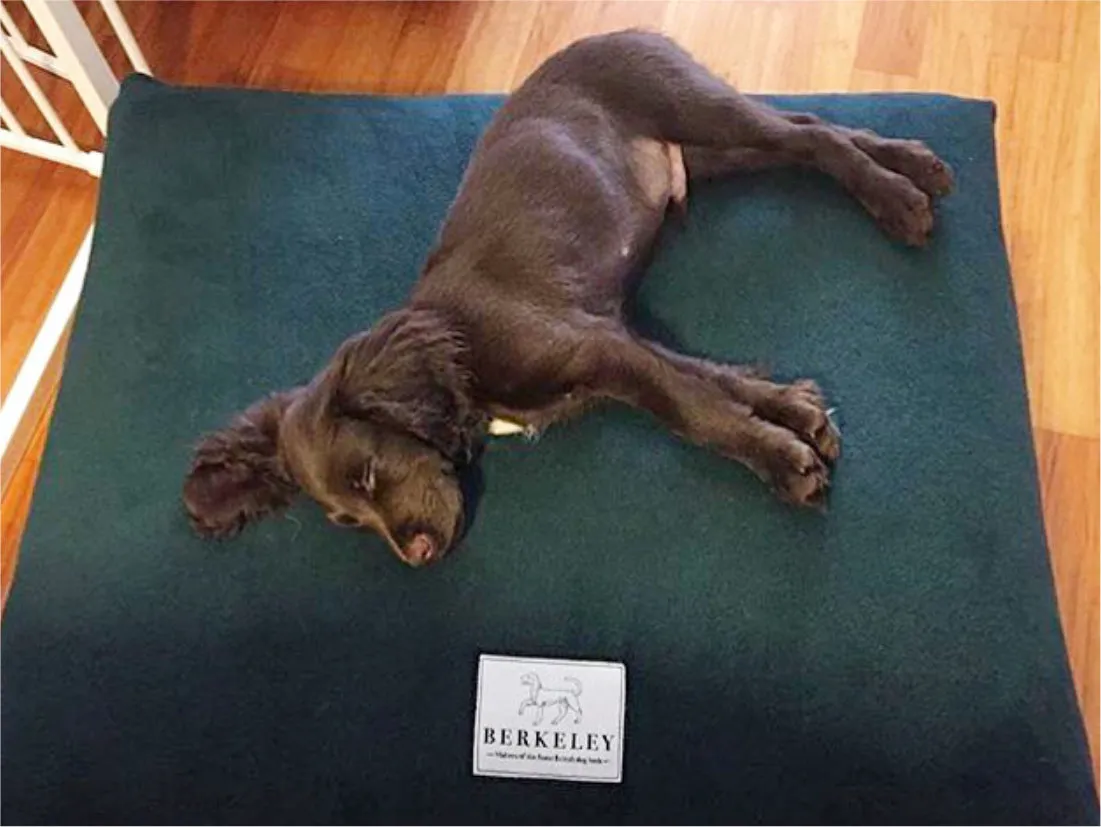 Fleece Dog Bed Covers