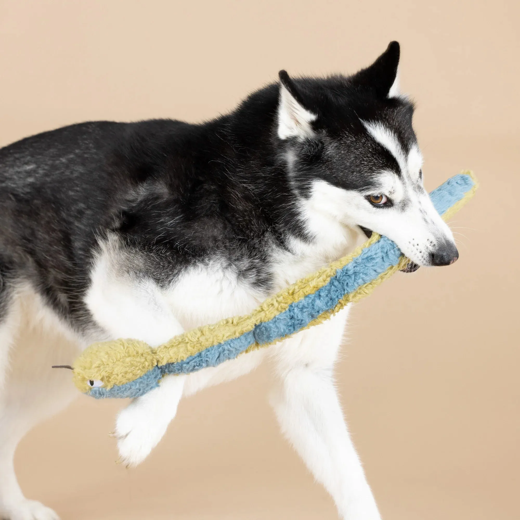 Fringe Dog Toy Earth Don't Get Wrapped Up