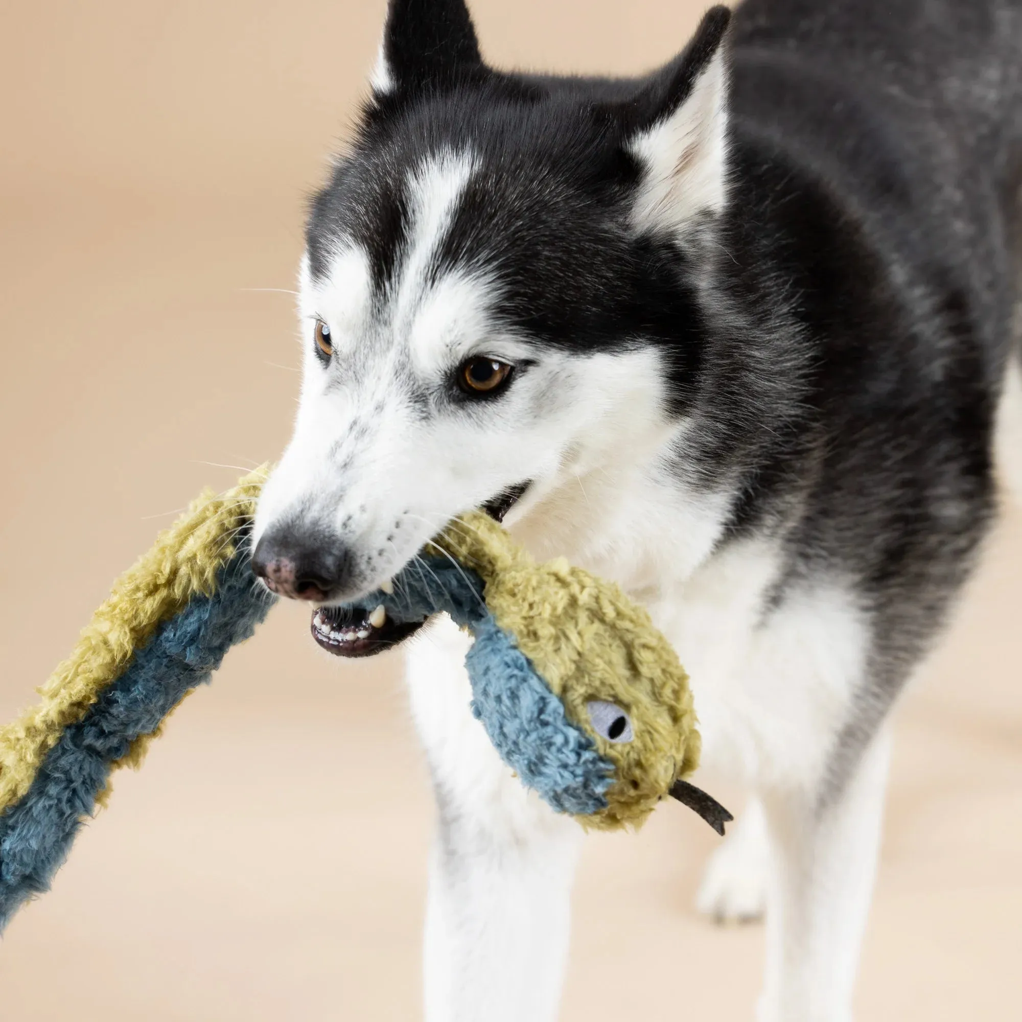 Fringe Dog Toy Earth Don't Get Wrapped Up