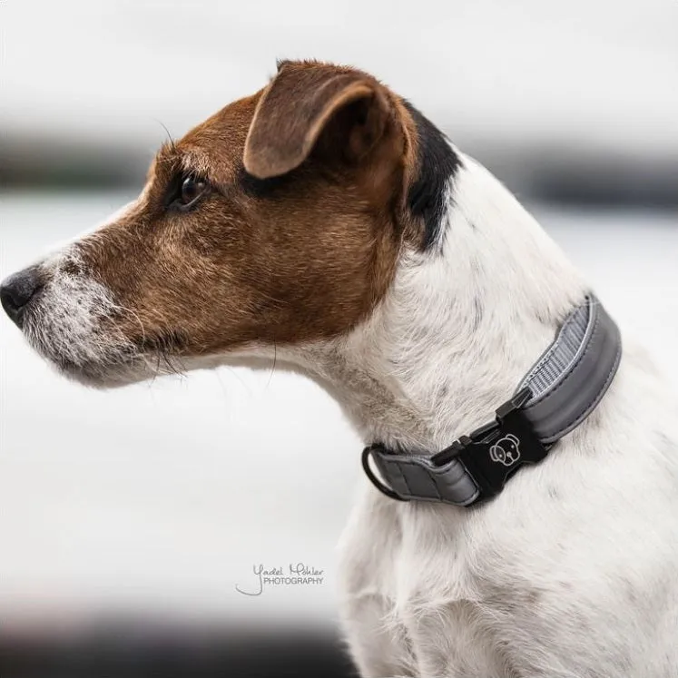 Kentucky Dog Collar Reflective