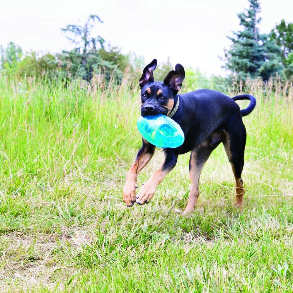 Kong Dog Jumbler Football