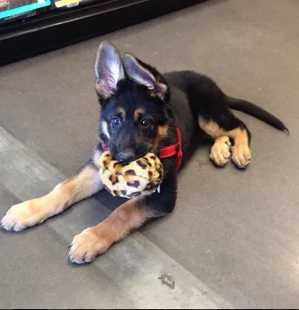 Leopard Ball Toy
