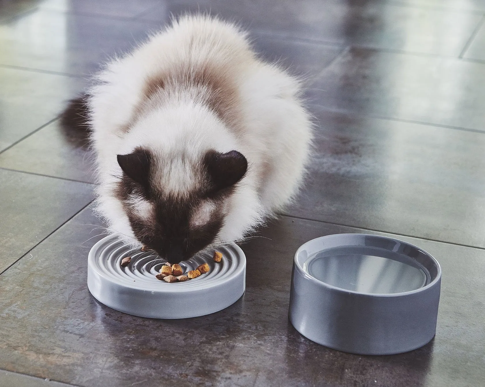 Piatto Porcelain Cat Bowl