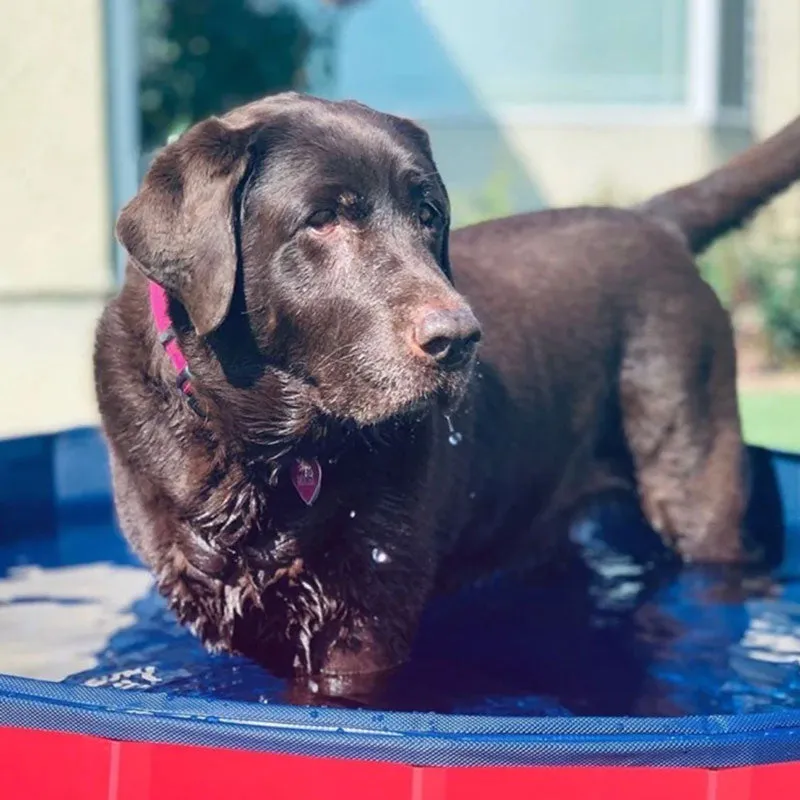 Portable Pool for Pets