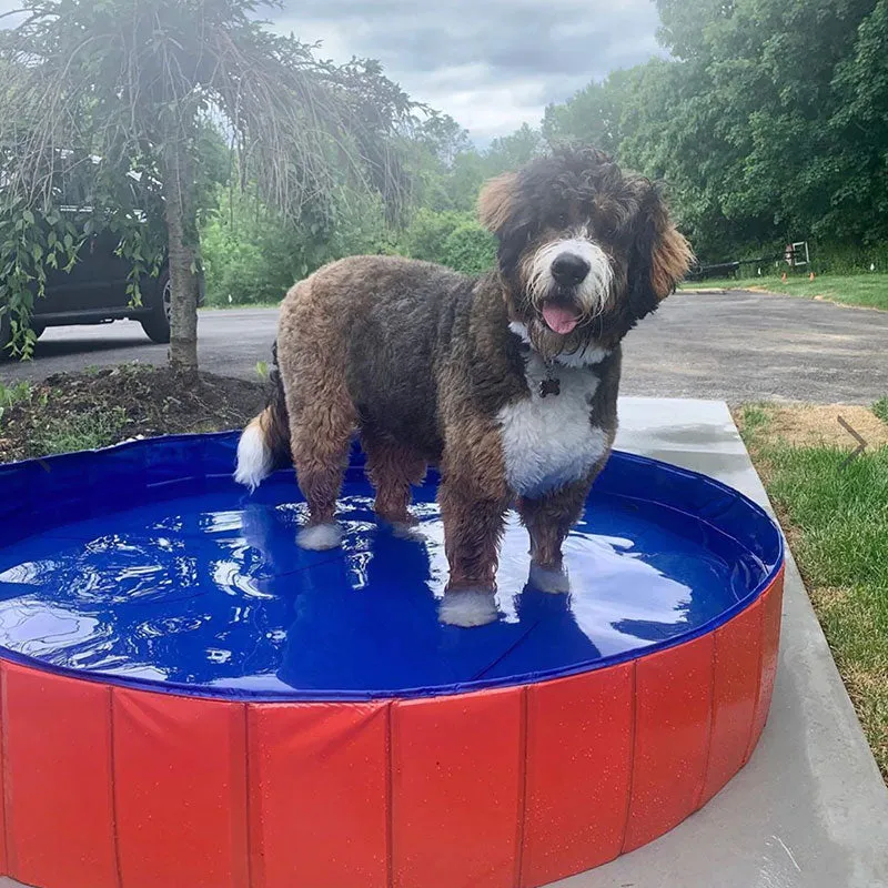 Portable Pool for Pets