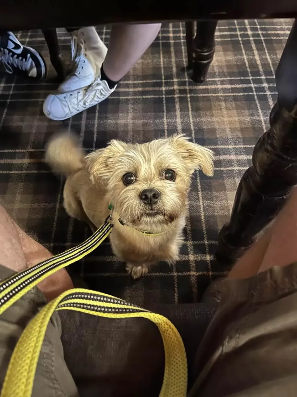 Reflective Dog Lead