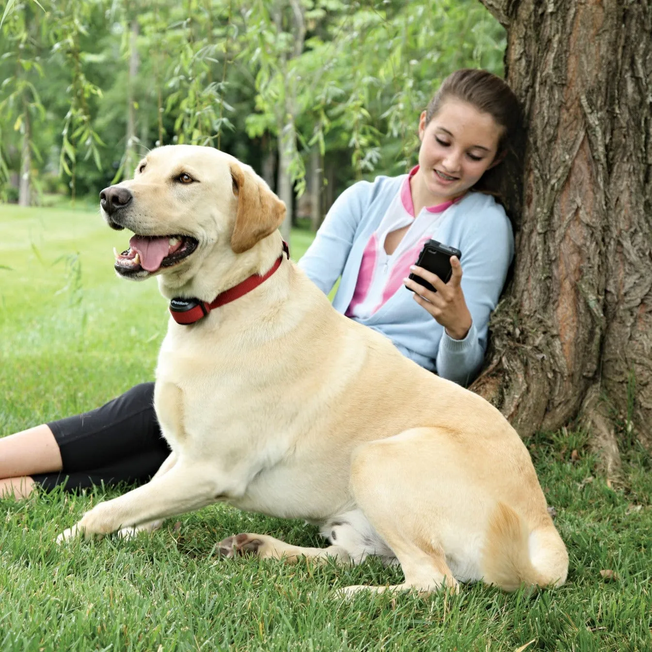 STAY & PLAY® Wireless Fence for Stubborn Dogs