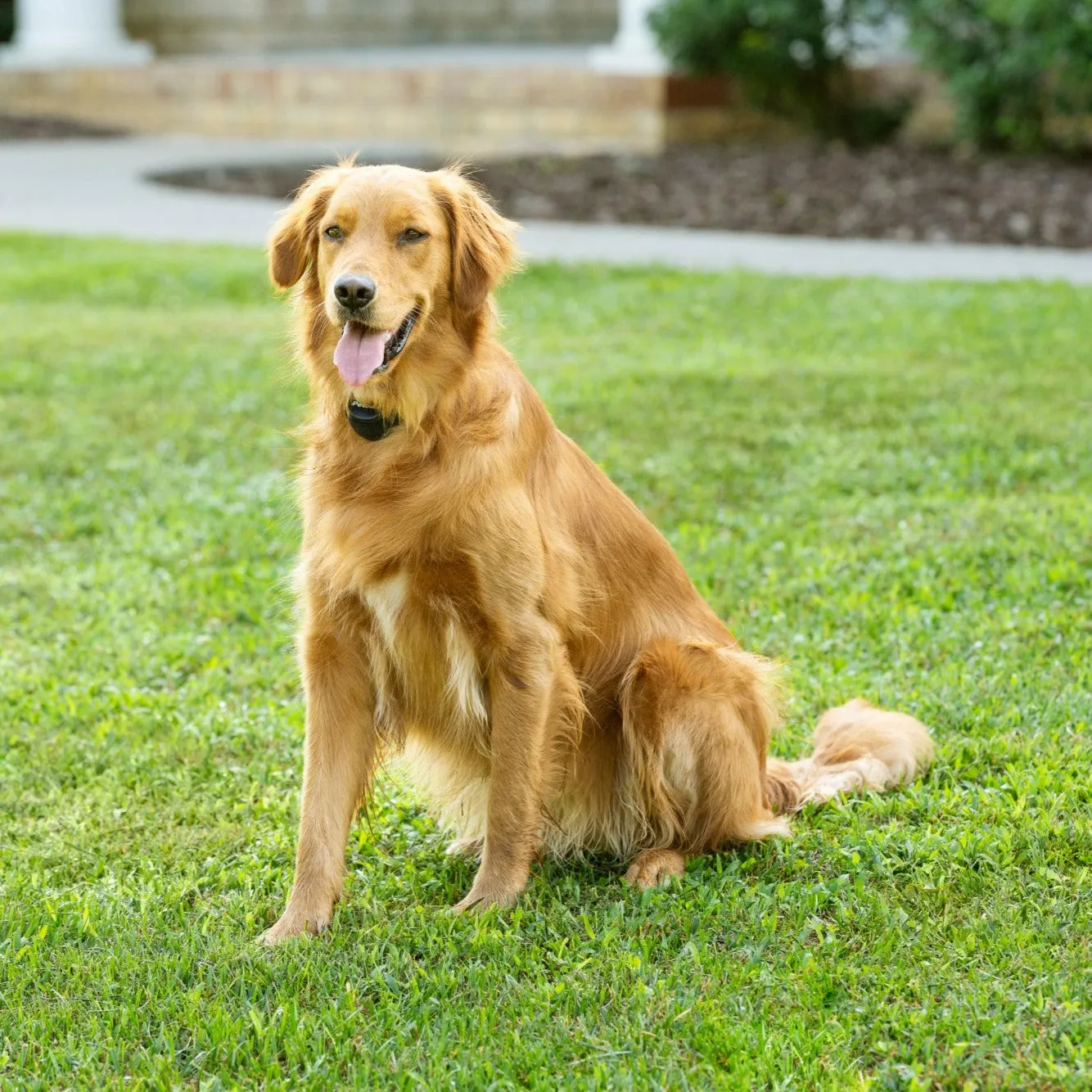 STAY & PLAY® Wireless Fence with Replaceable Battery Collar
