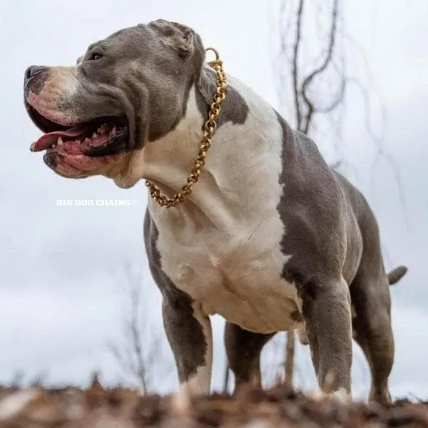 THE CHECKO